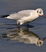 Mouette rieuse