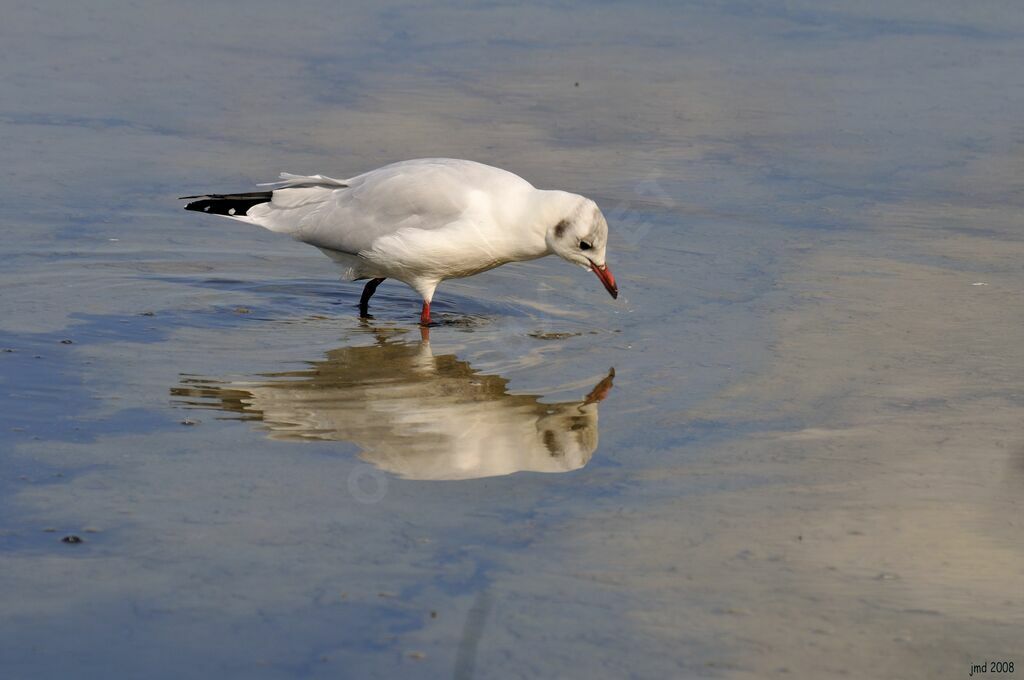 Mouette rieuseadulte internuptial