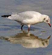 Mouette rieuse