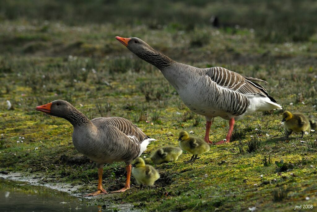 Greylag Goose