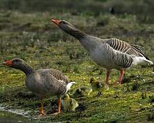 Greylag Goose