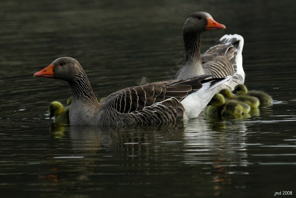 Greylag Goose