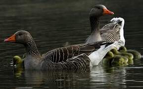 Greylag Goose