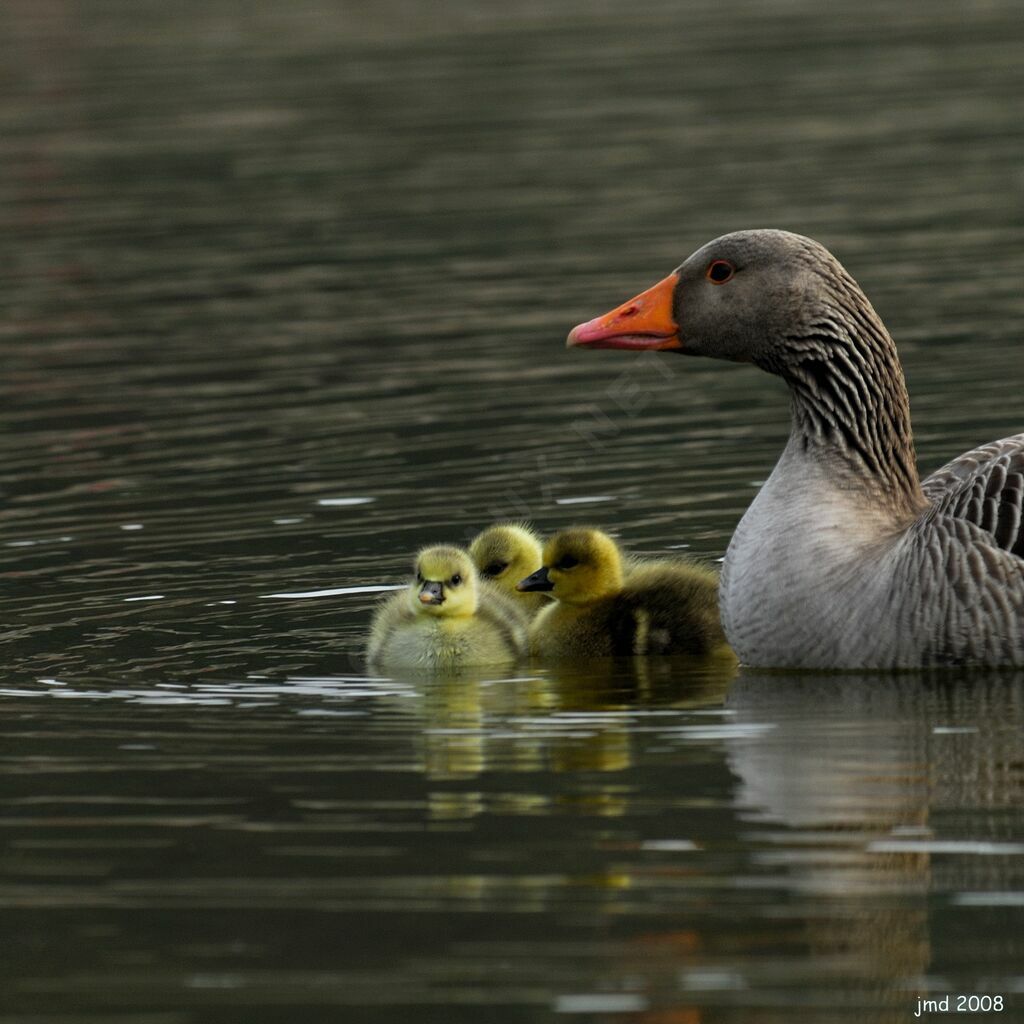 Greylag Goose