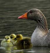 Greylag Goose