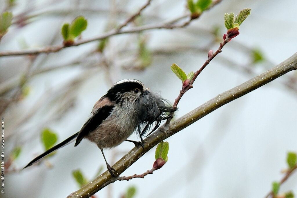 Long-tailed Tit