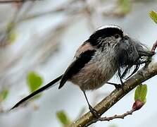 Long-tailed Tit