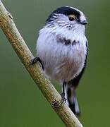 Long-tailed Tit