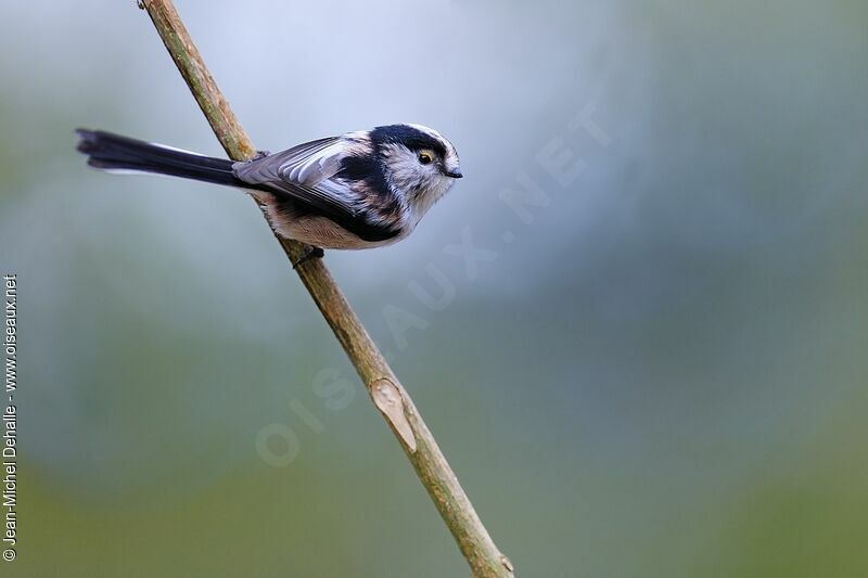 Long-tailed Tit