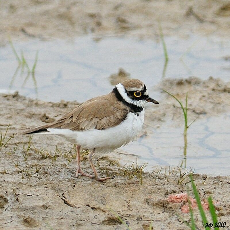 Little Ringed Plover