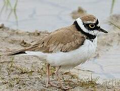 Little Ringed Plover