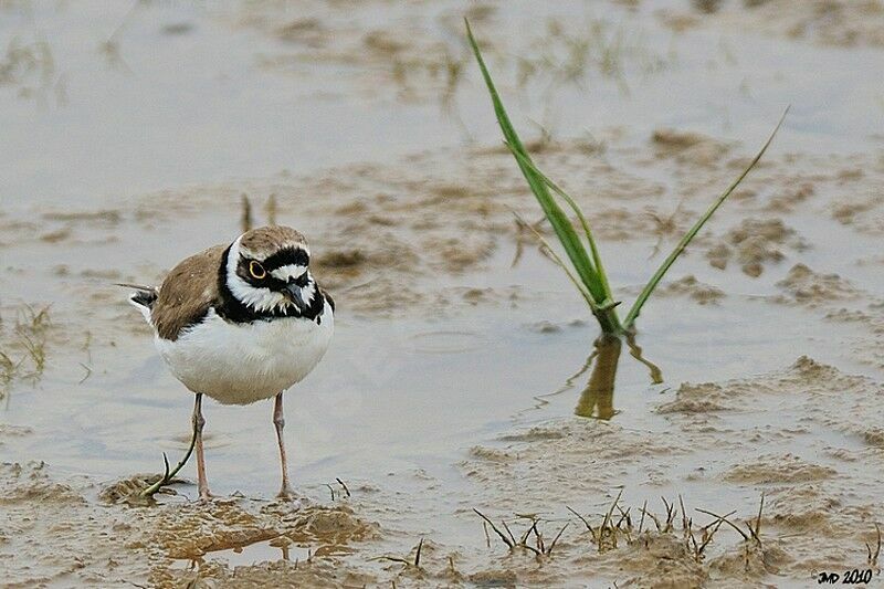 Little Ringed Plover