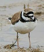 Little Ringed Plover