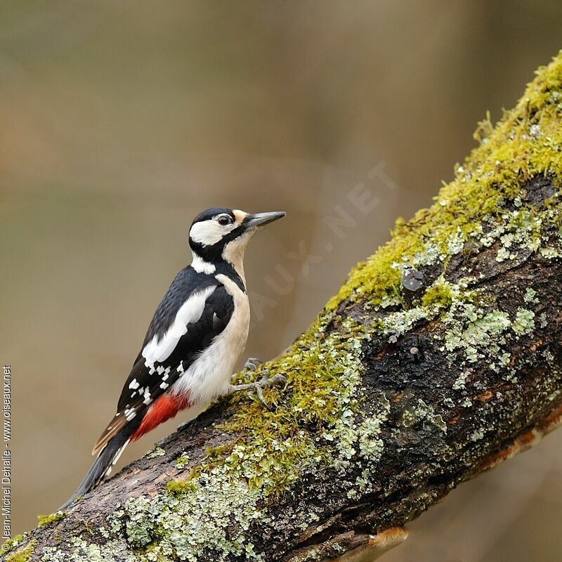 Great Spotted Woodpecker