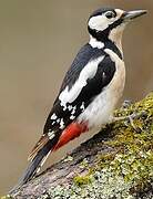 Great Spotted Woodpecker