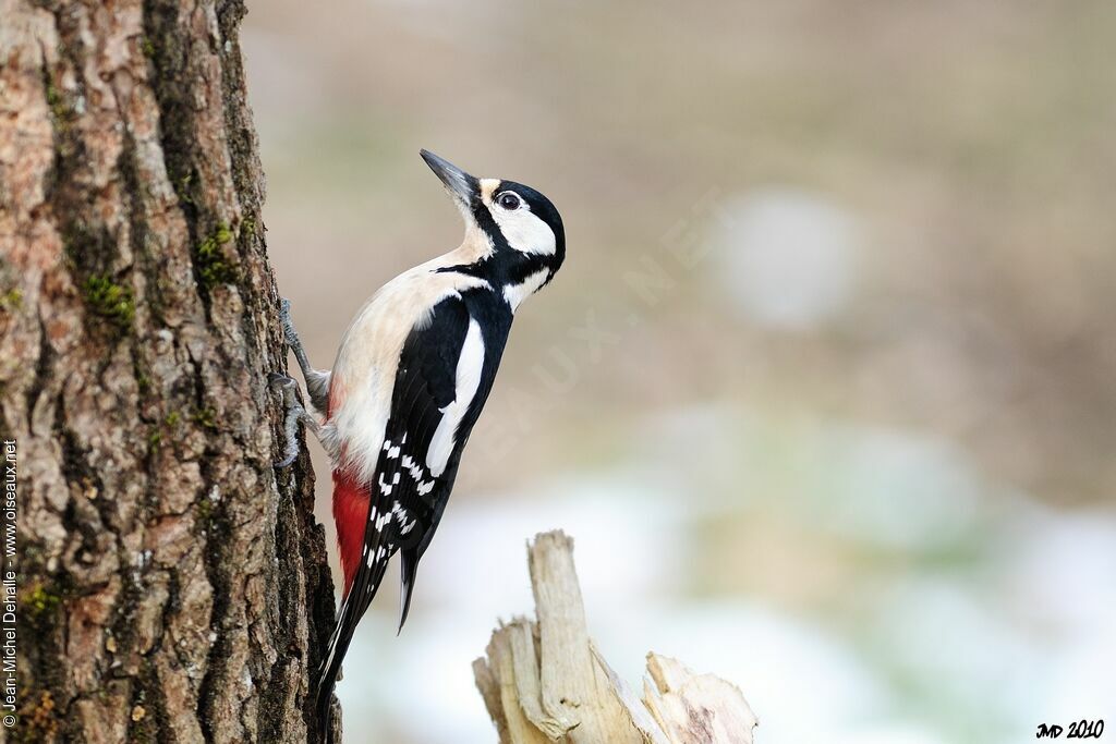 Great Spotted Woodpecker female