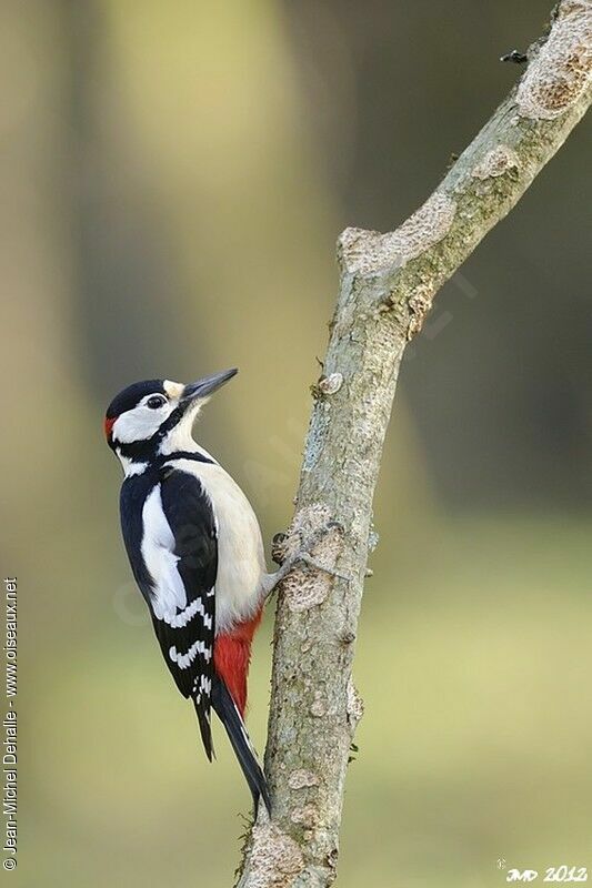 Great Spotted Woodpecker