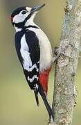 Great Spotted Woodpecker