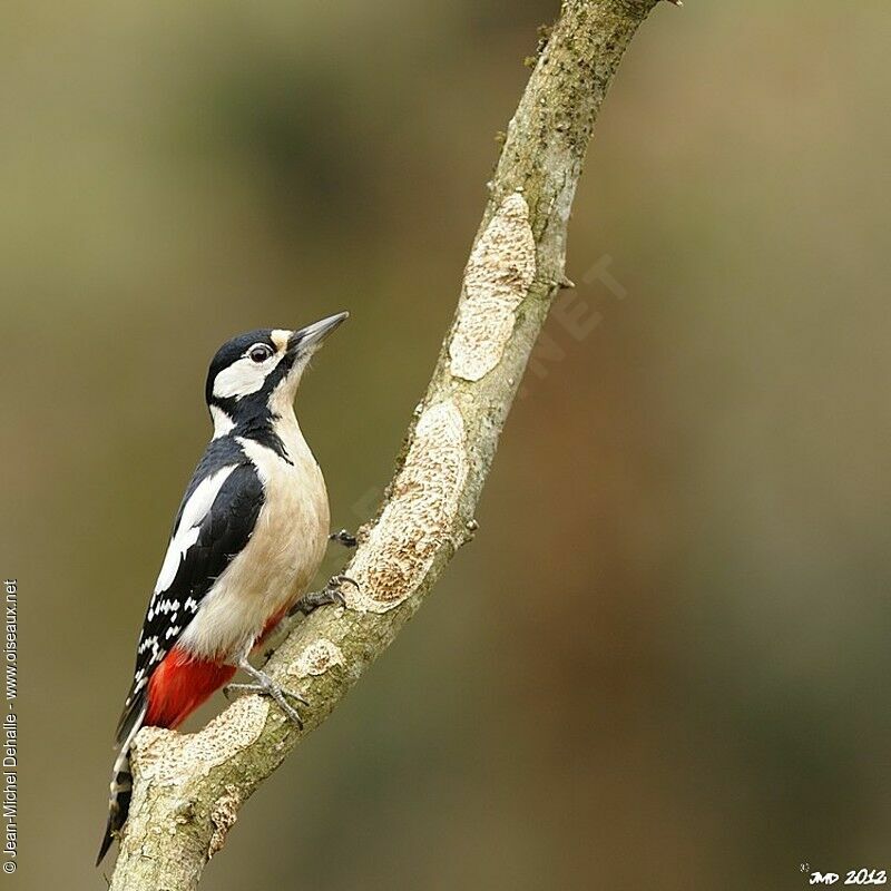 Great Spotted Woodpecker