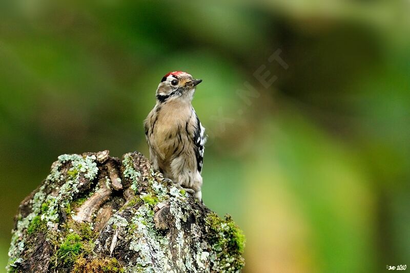 Lesser Spotted Woodpecker