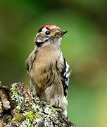 Lesser Spotted Woodpecker