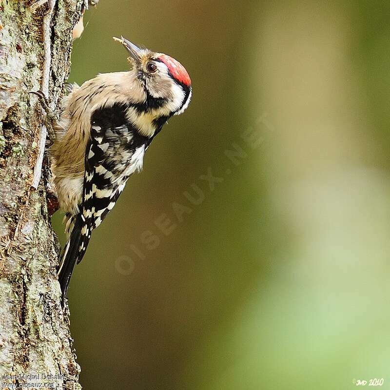 Lesser Spotted Woodpecker