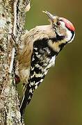 Lesser Spotted Woodpecker