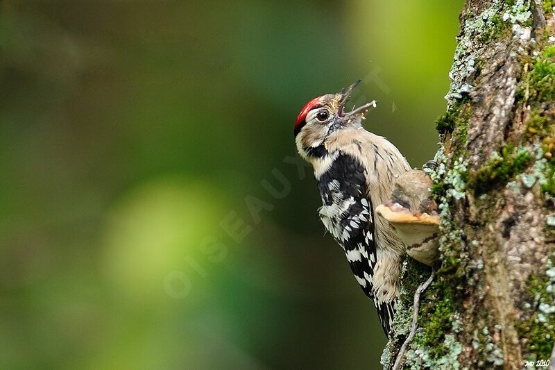 Lesser Spotted Woodpecker