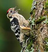 Lesser Spotted Woodpecker