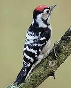 Lesser Spotted Woodpecker