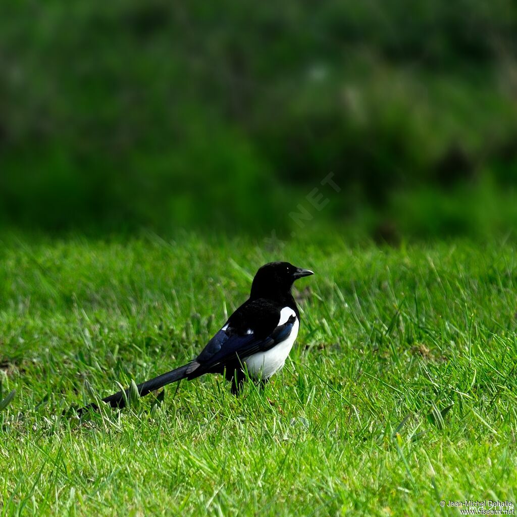 Eurasian Magpieadult