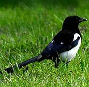 Eurasian Magpie