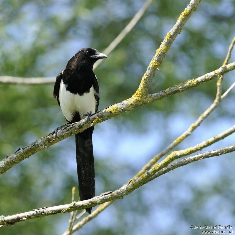 Eurasian Magpie