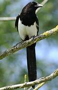 Eurasian Magpie