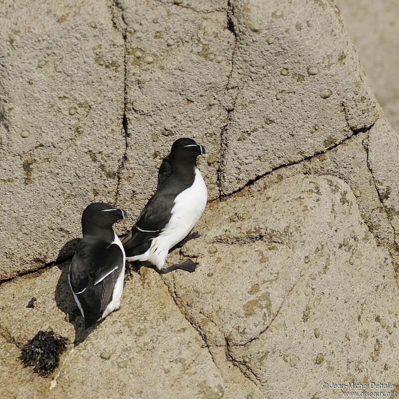 Pingouin torda