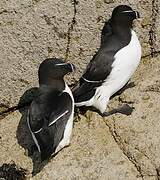 Razorbill