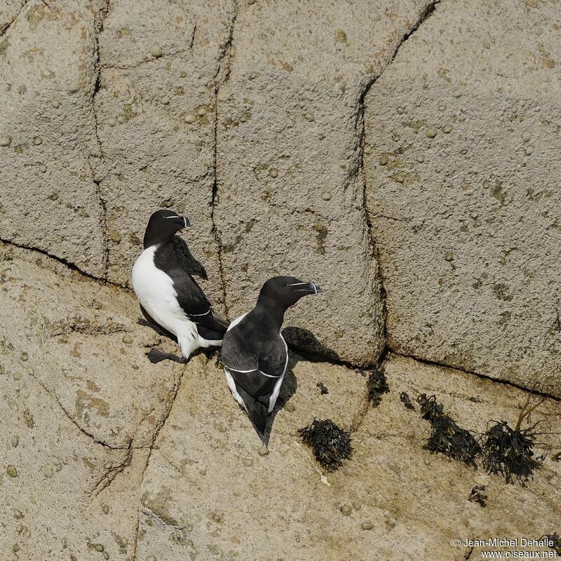 Razorbill