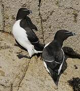 Razorbill