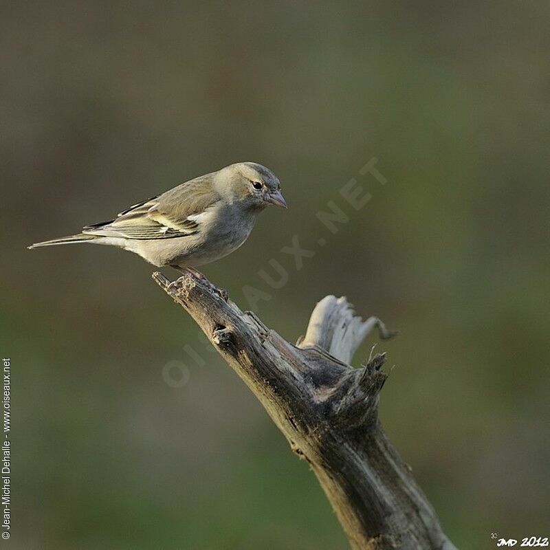 Pinson des arbres femelle