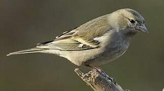 Eurasian Chaffinch