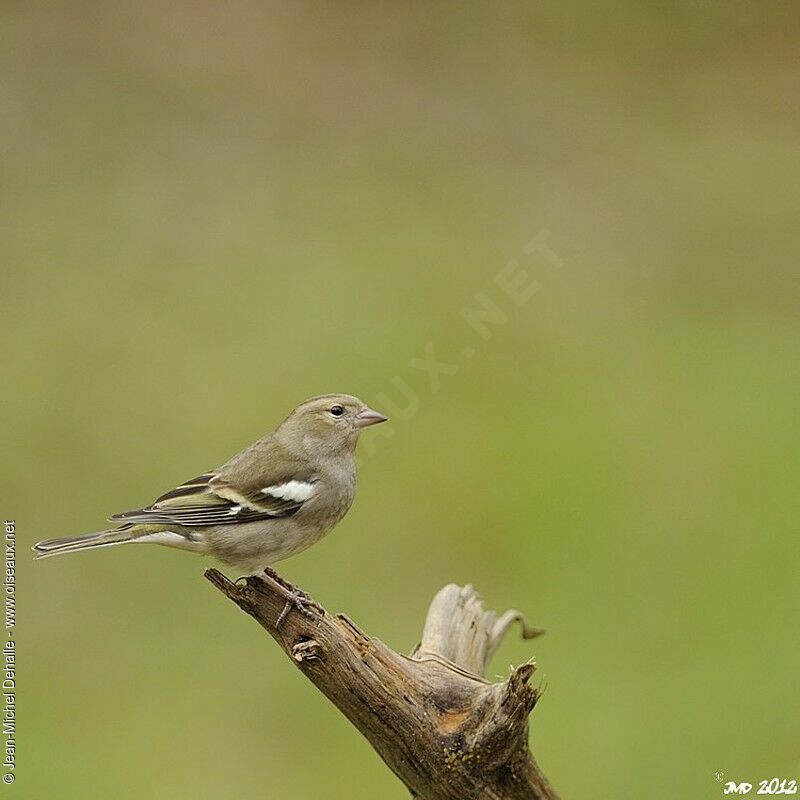 Eurasian Chaffinch female