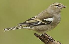 Eurasian Chaffinch