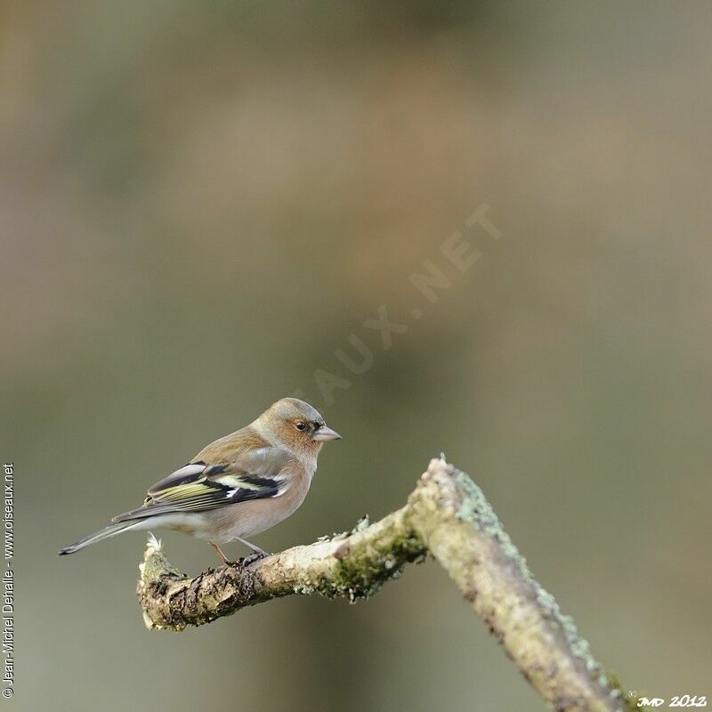 Eurasian Chaffinch male