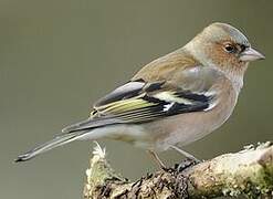 Eurasian Chaffinch