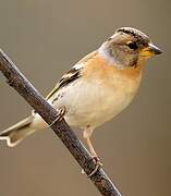 Brambling