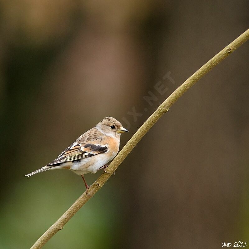 Brambling