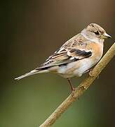 Brambling