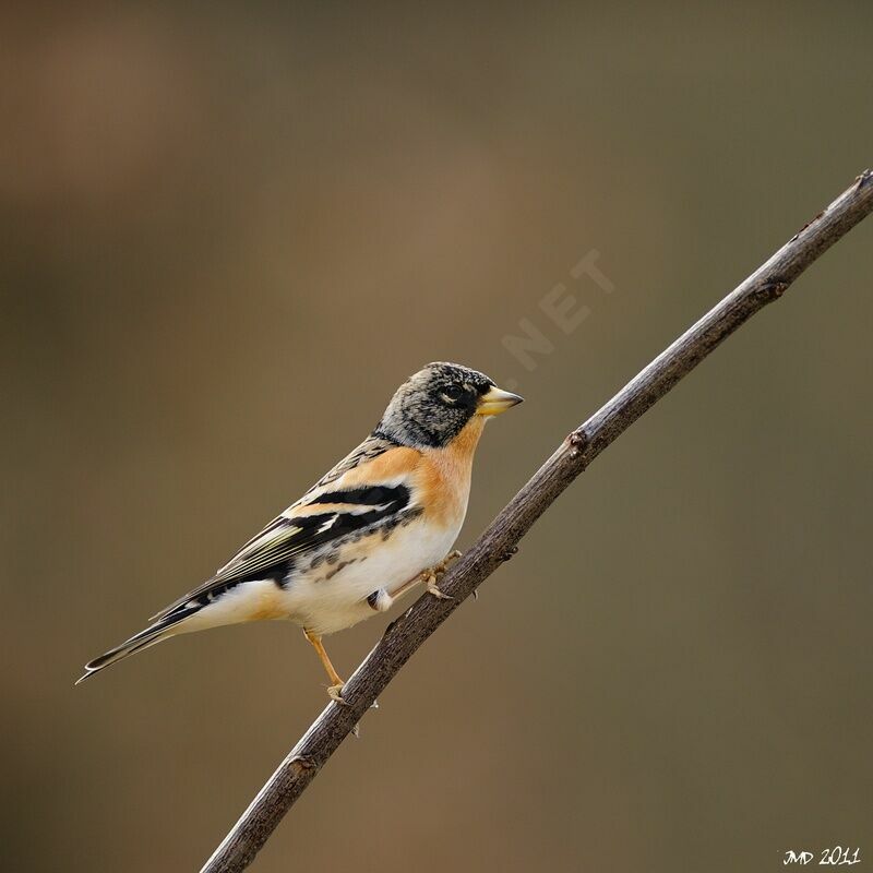 Brambling male