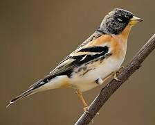 Brambling