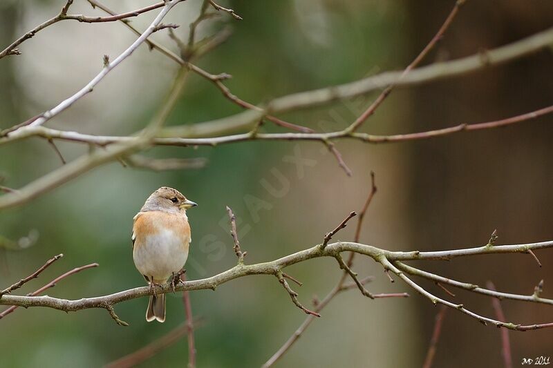 Brambling female